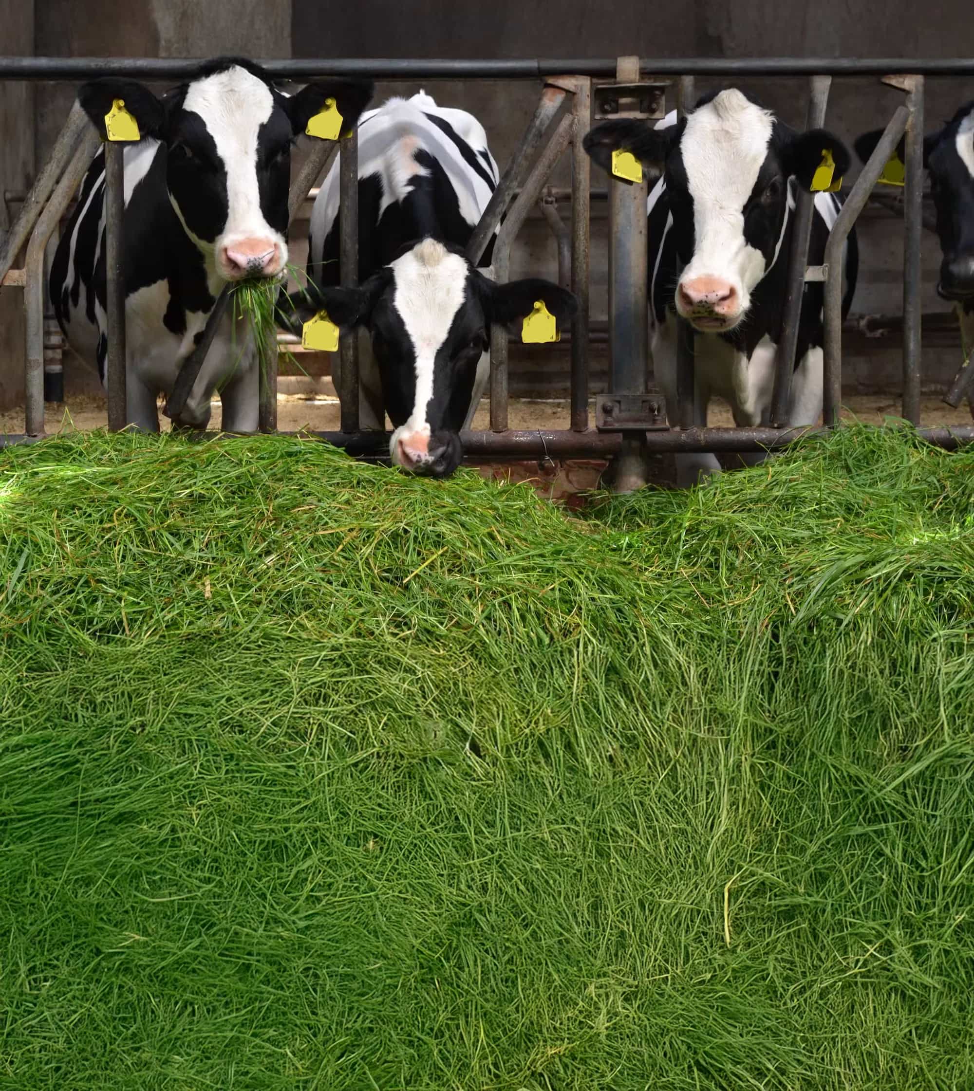 dairy farmer vertically mirrored