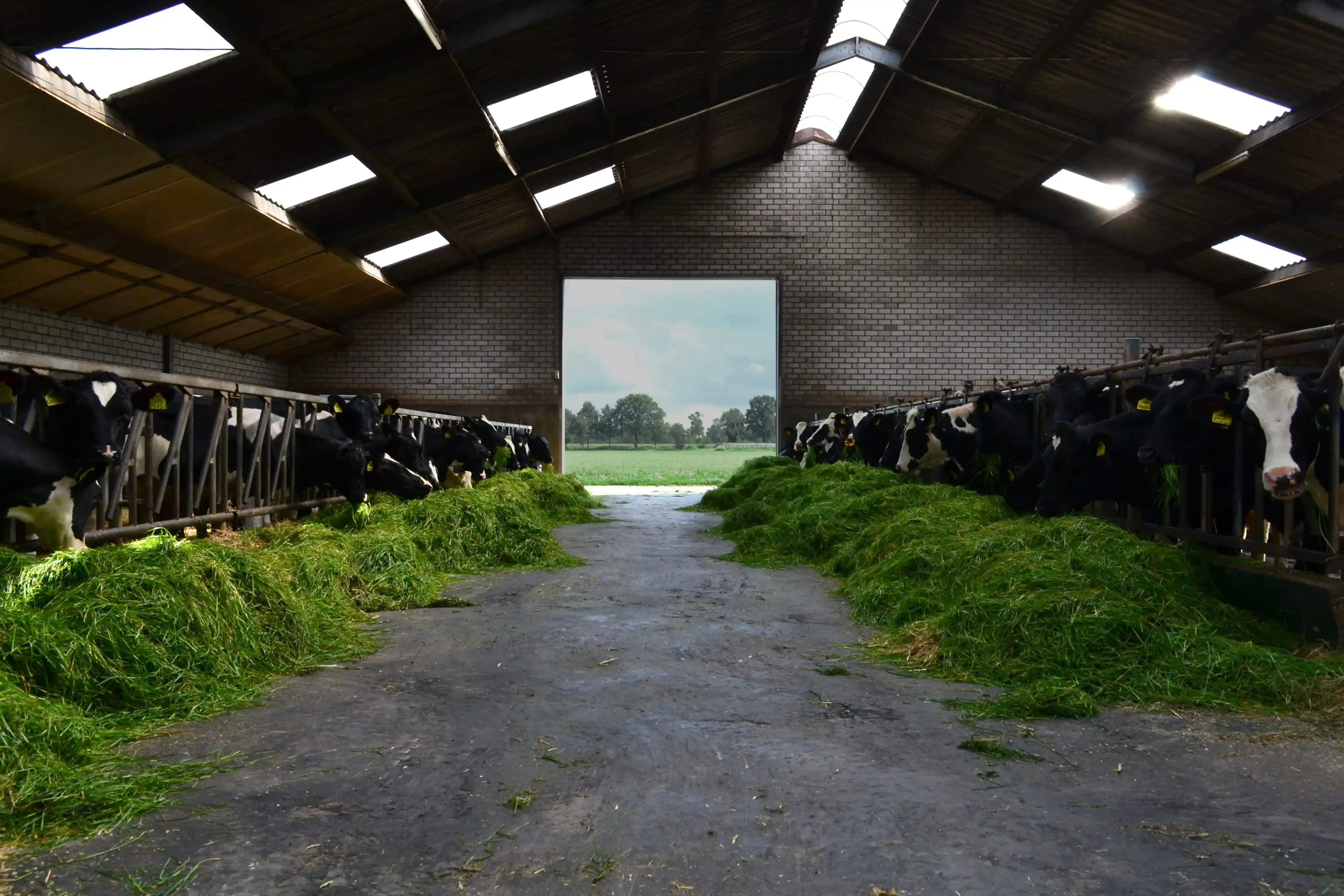 A barn of cows eating from the pile of grass.