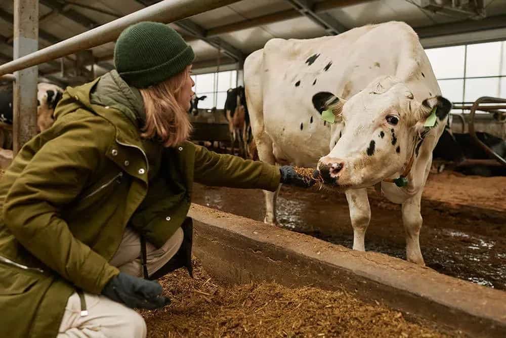 A dairy farmer showing love to his cow mirrored
